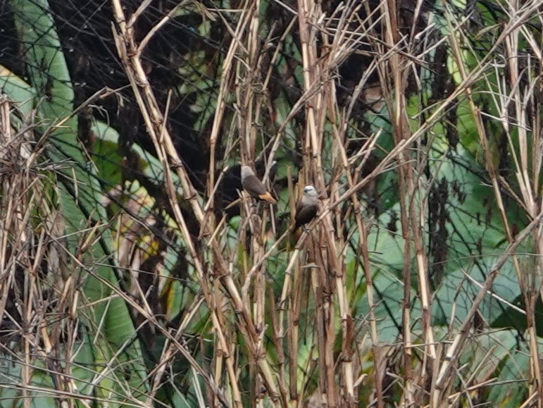 Gray-headed Munia - ML624150312