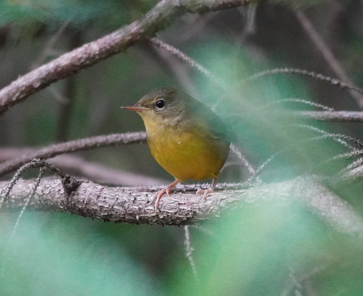 Mourning Warbler - ML624150314