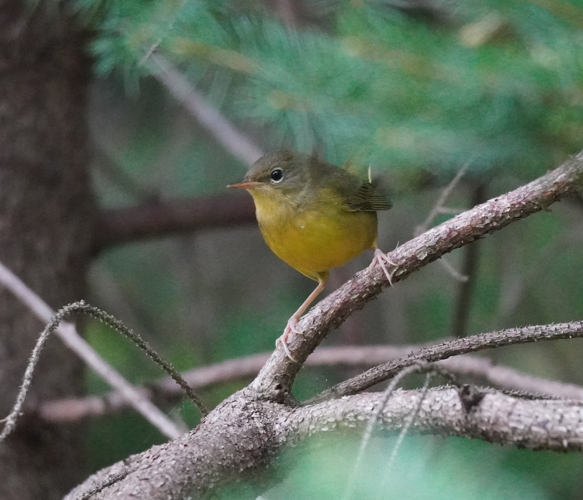 Mourning Warbler - ML624150315