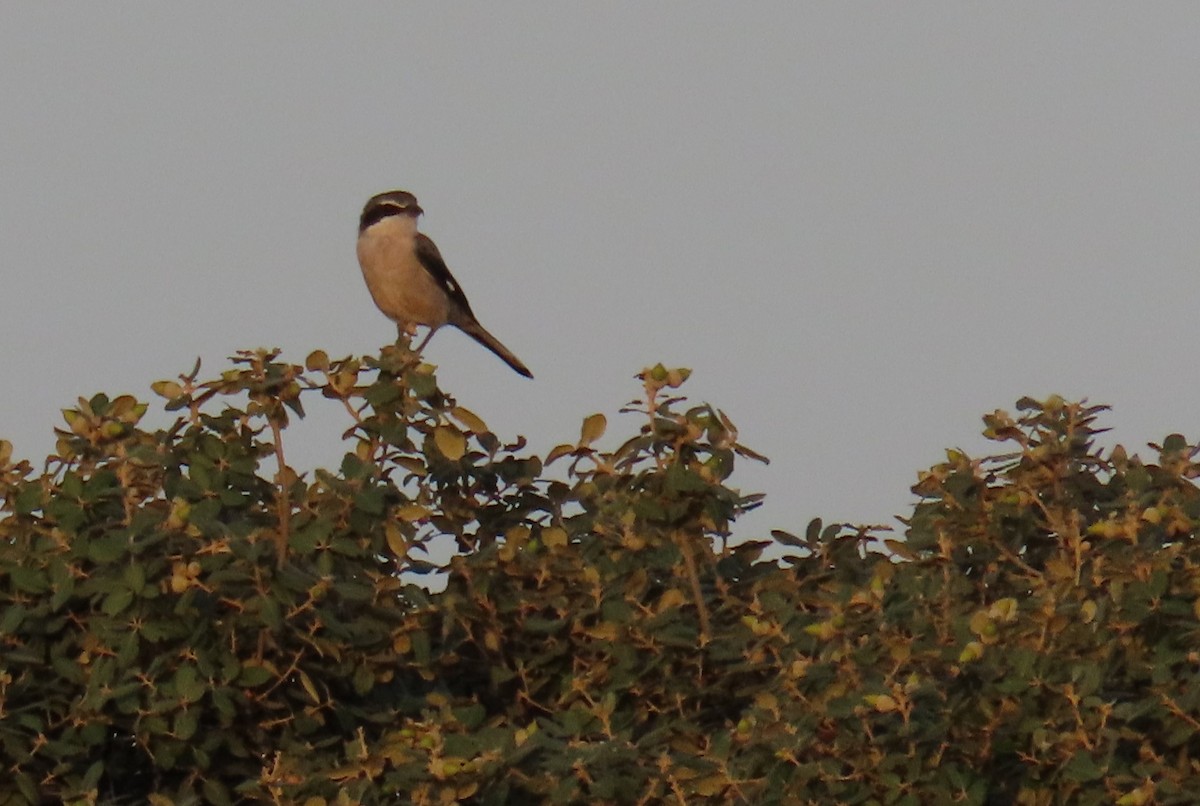 Iberian Gray Shrike - ML624150316