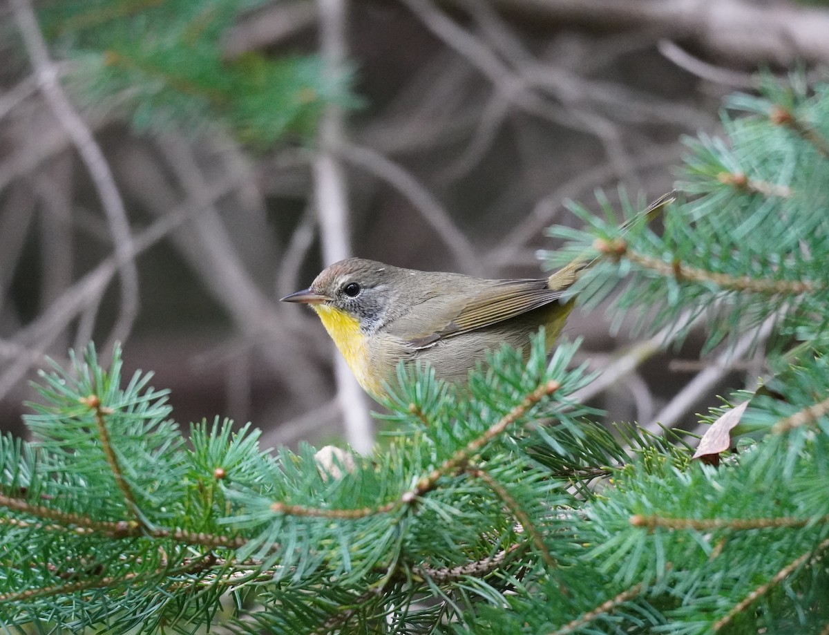 Common Yellowthroat - ML624150317