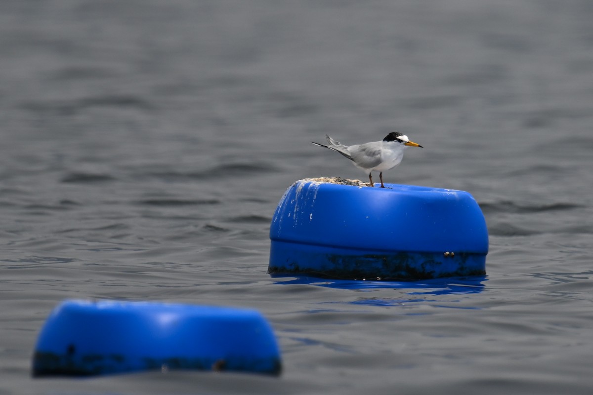 Little Tern - ML624150318