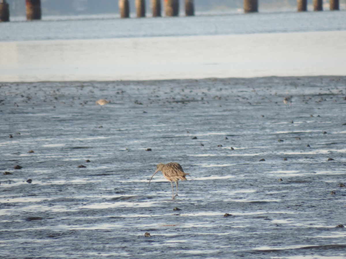 Far Eastern Curlew - ML624150319