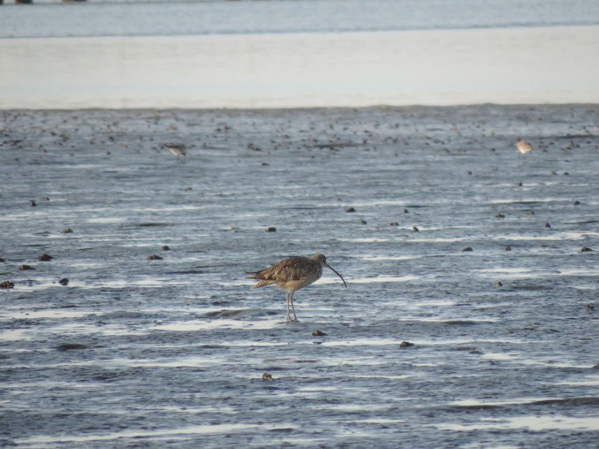 Far Eastern Curlew - ML624150320