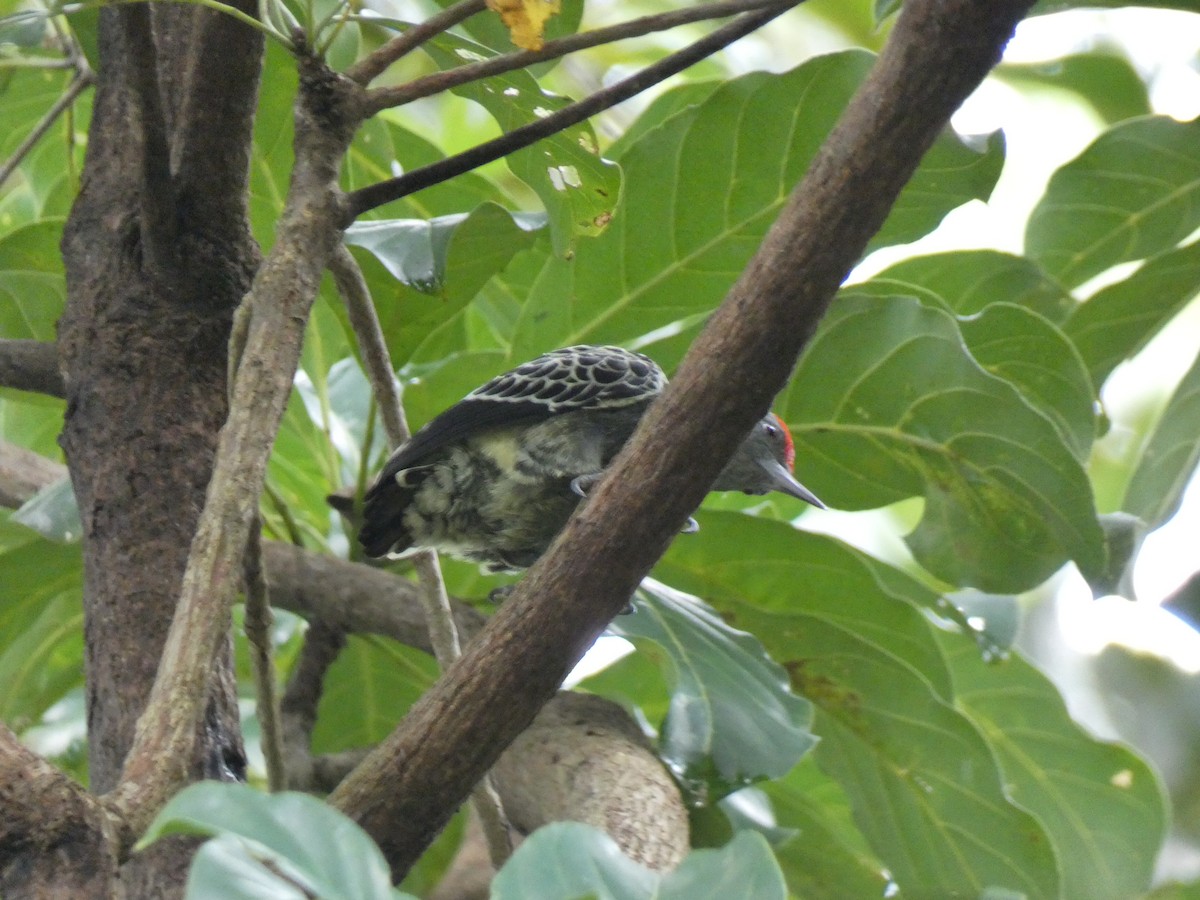 Gray-and-buff Woodpecker - ML624150321