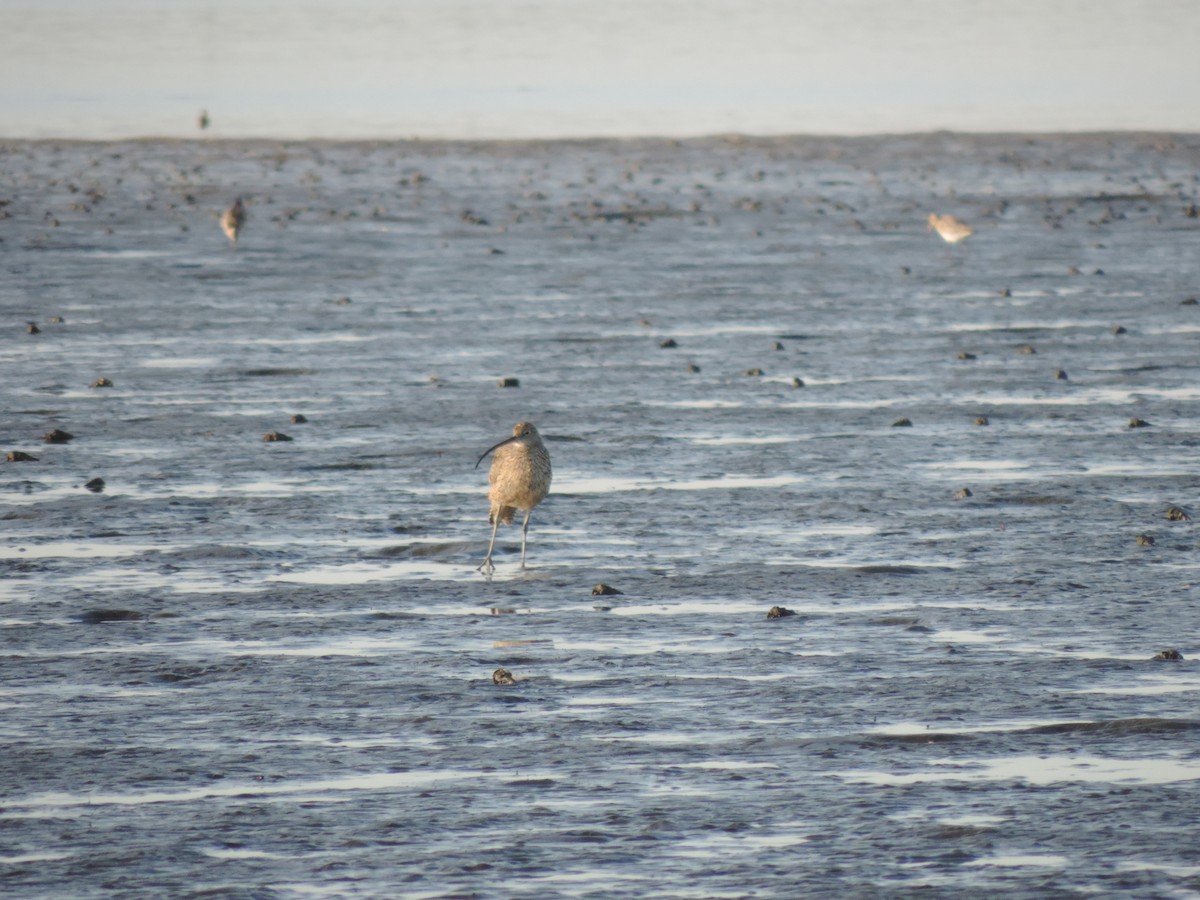 Far Eastern Curlew - ML624150322