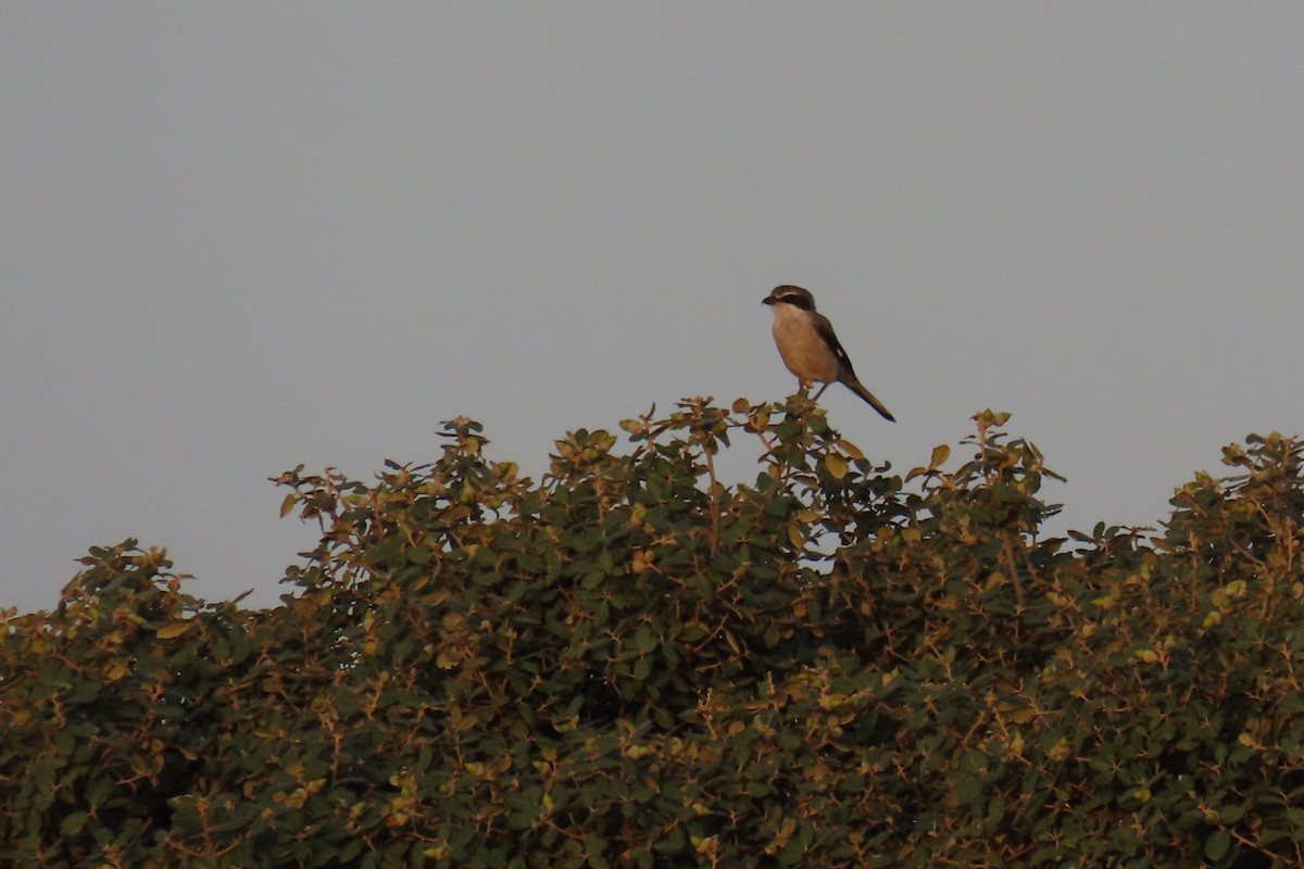 Iberian Gray Shrike - ML624150323