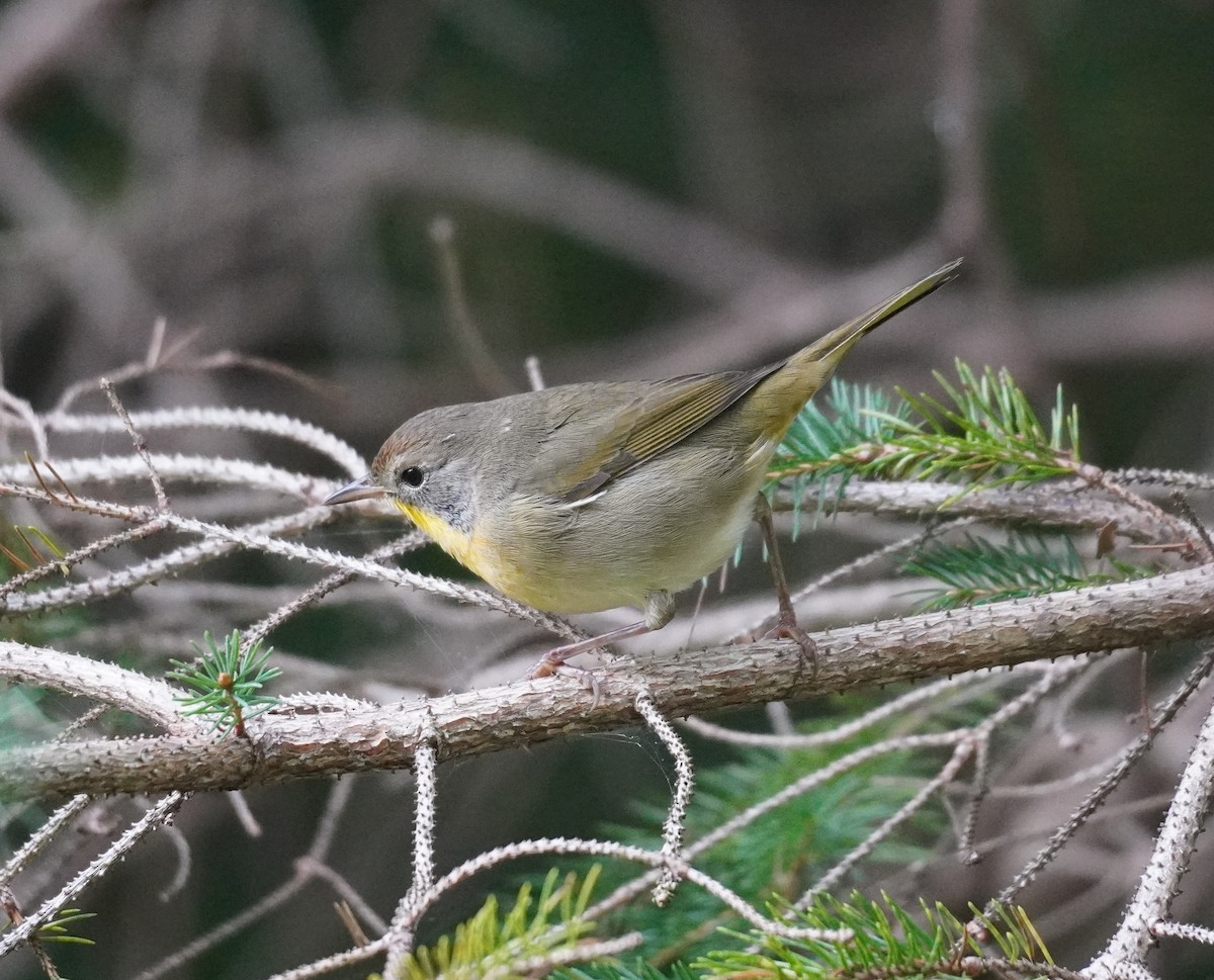 Common Yellowthroat - ML624150324