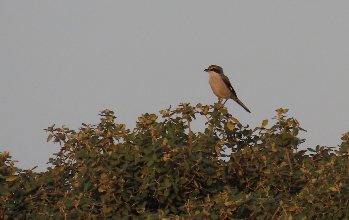 Iberian Gray Shrike - ML624150325