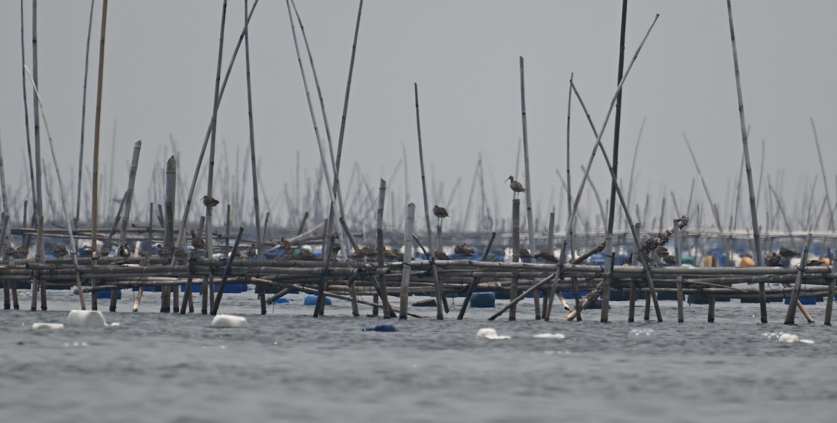 Whimbrel (Siberian) - ML624150326