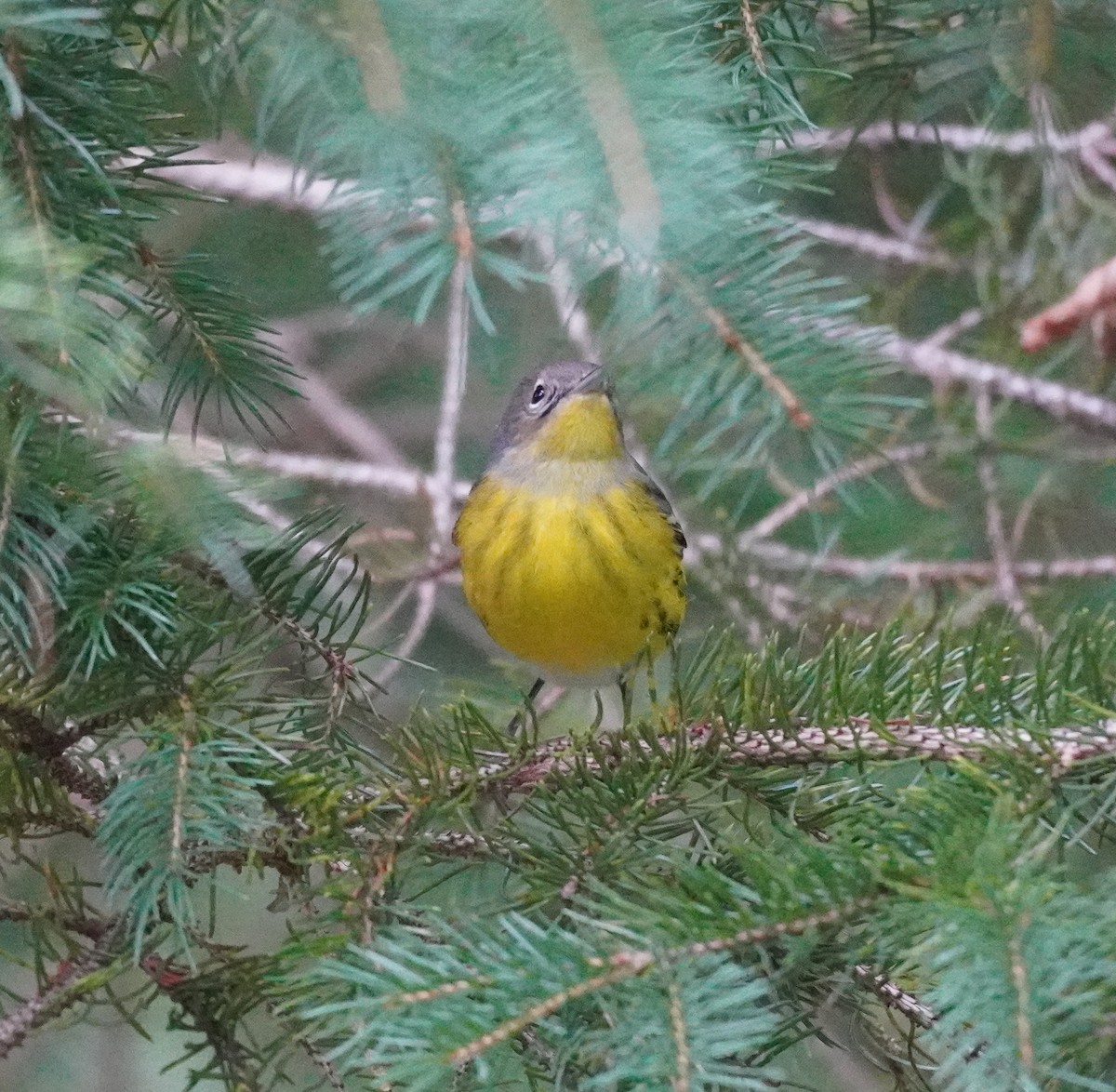 Magnolia Warbler - ML624150327