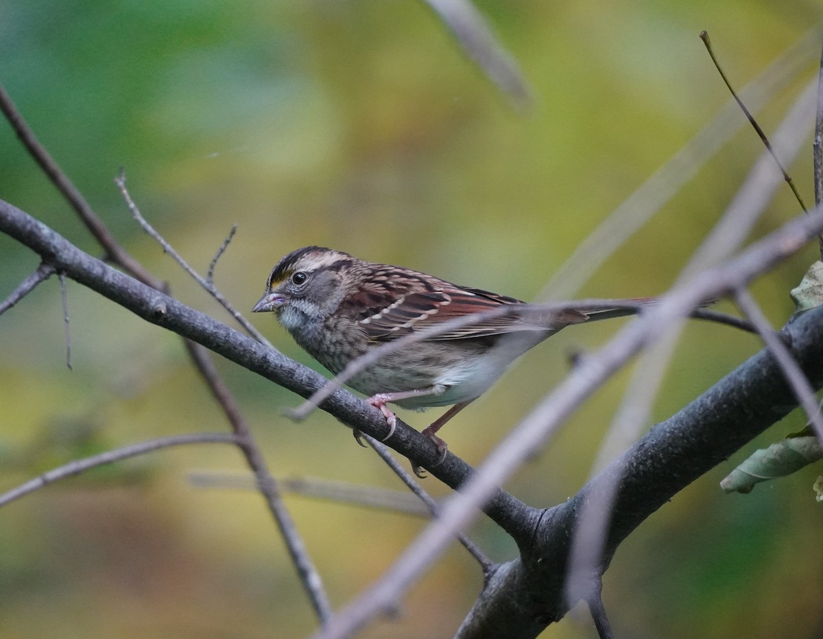 White-throated Sparrow - ML624150328