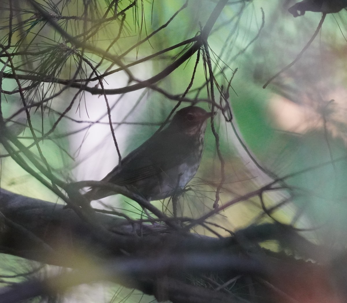 Swainson's Thrush - ML624150330