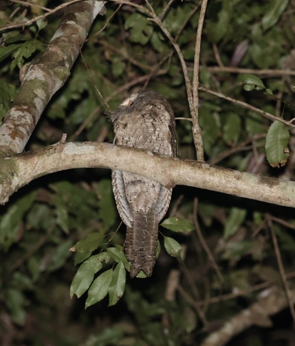 Marbled Frogmouth - ML624150331