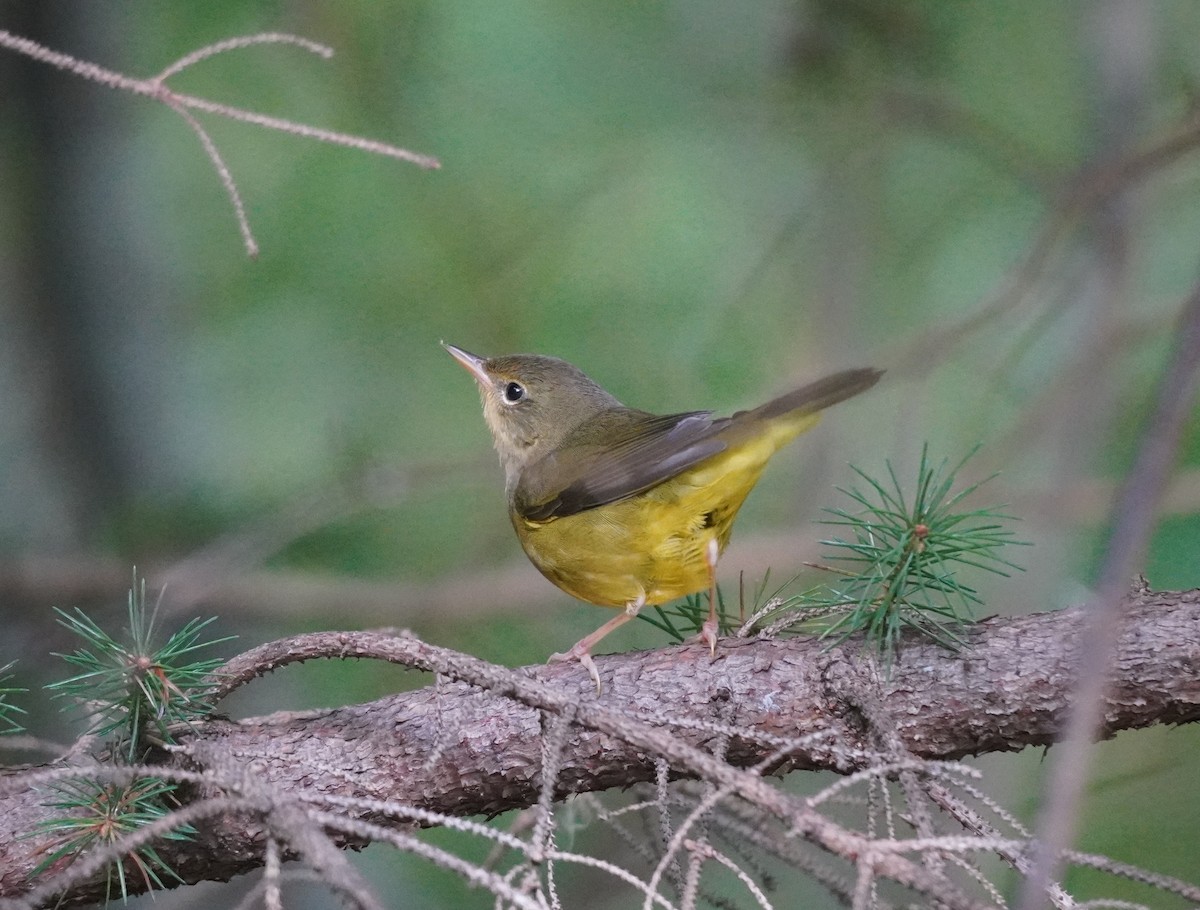 Mourning Warbler - ML624150332