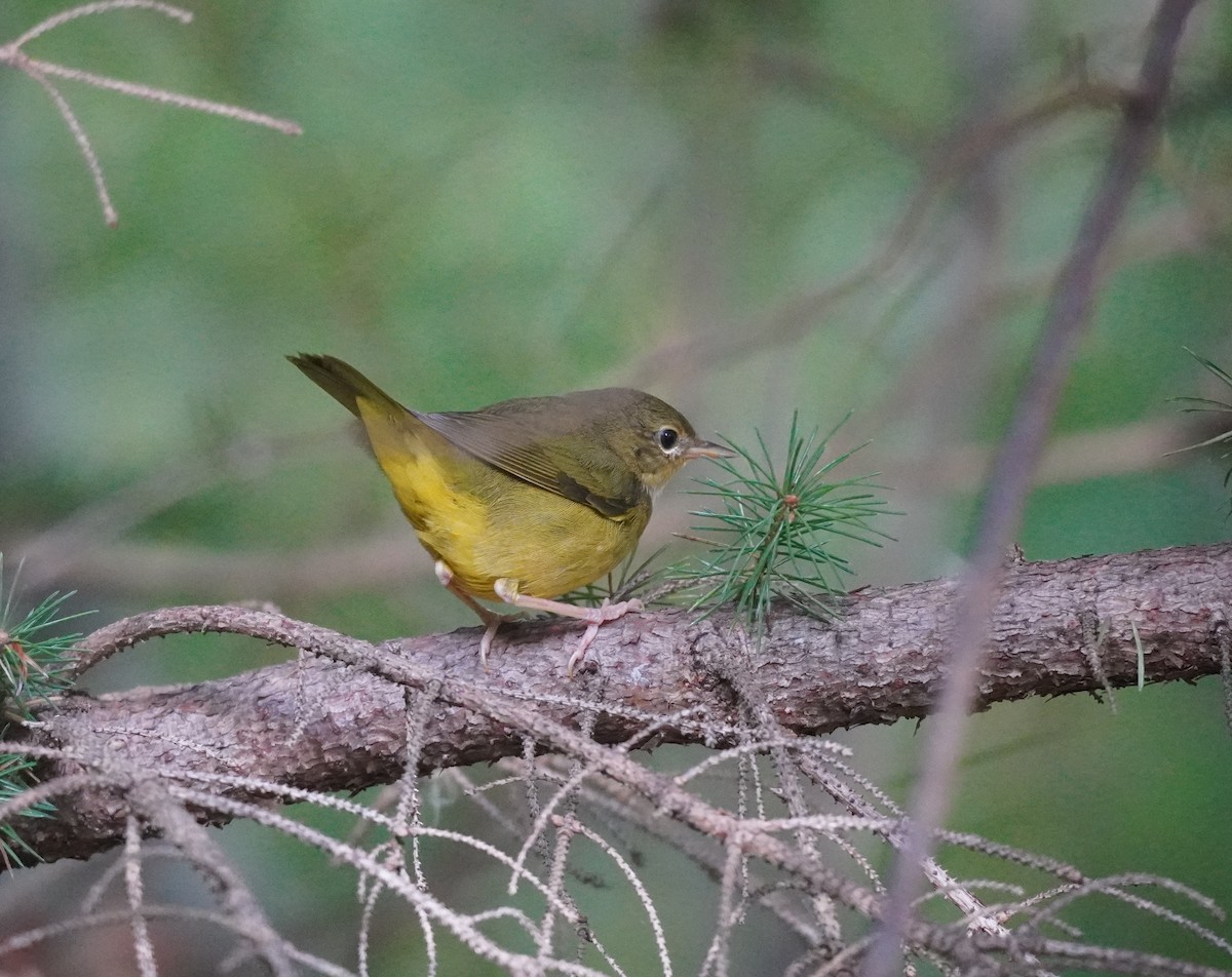 Mourning Warbler - ML624150333