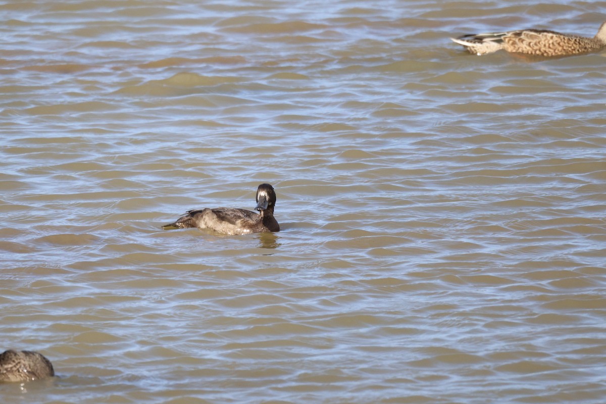 Greater Scaup - ML624150334