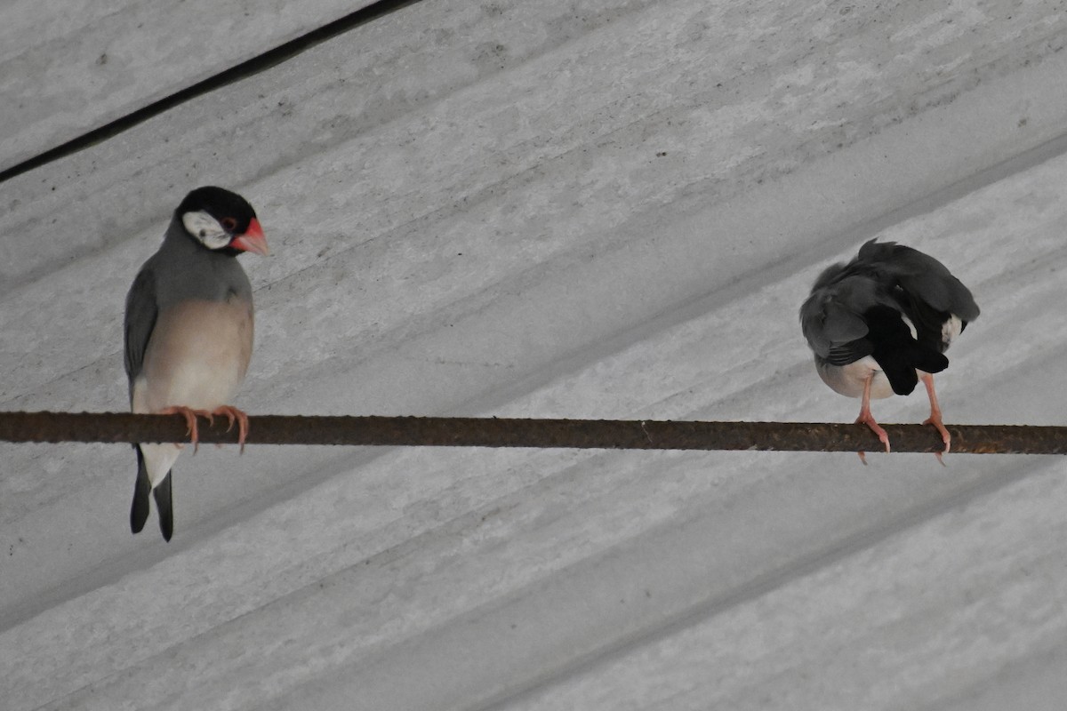 Java Sparrow - ML624150335