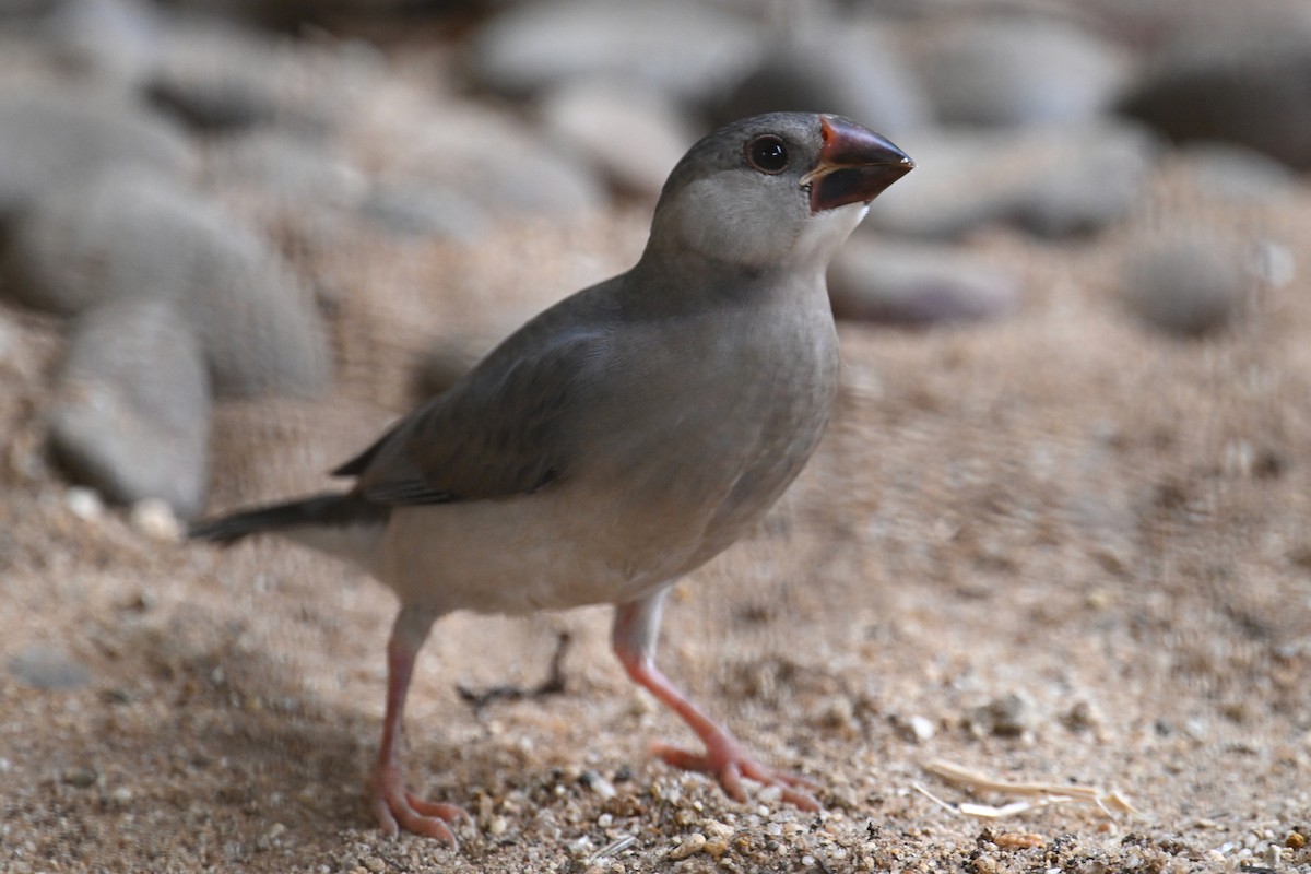 Java Sparrow - ML624150336