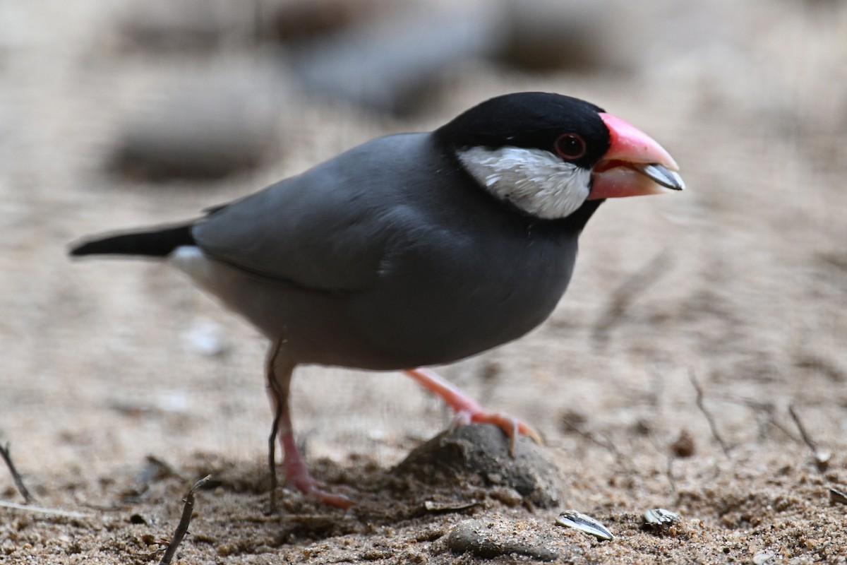 Java Sparrow - ML624150337