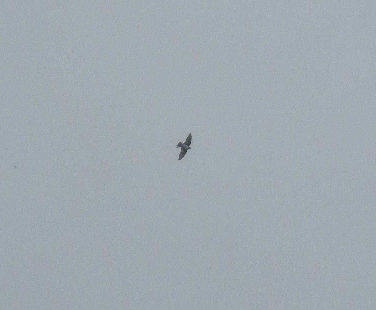 Nepal House-Martin - ML624150338