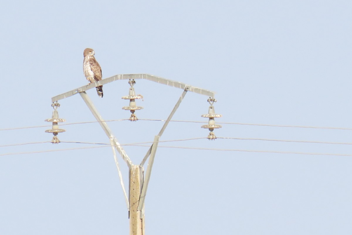 Short-toed Snake-Eagle - ML624150347