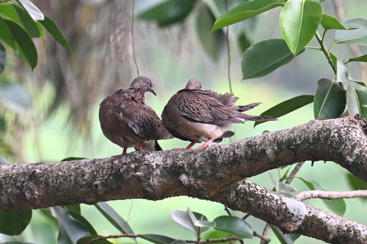 Spotted Dove (Eastern) - ML624150350