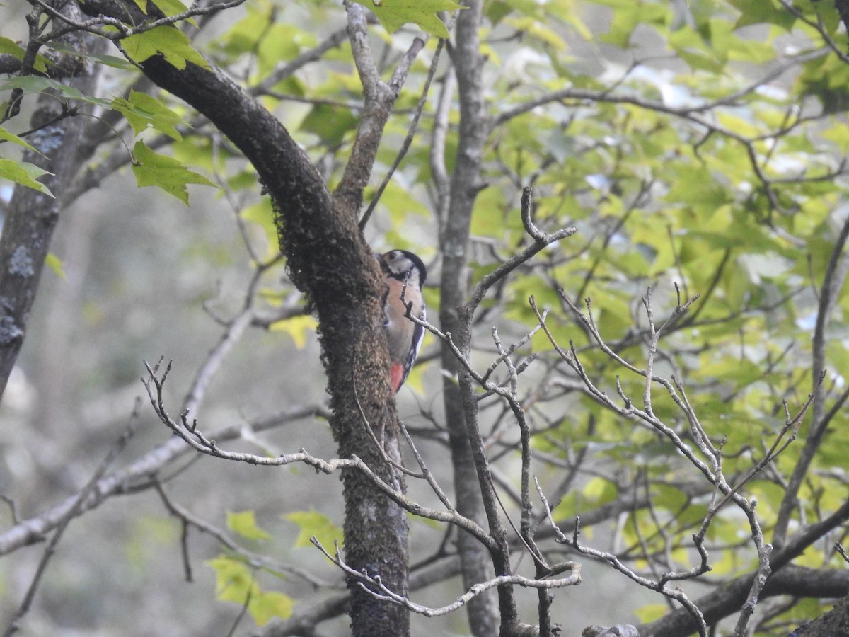 Himalayan Woodpecker - ML624150363