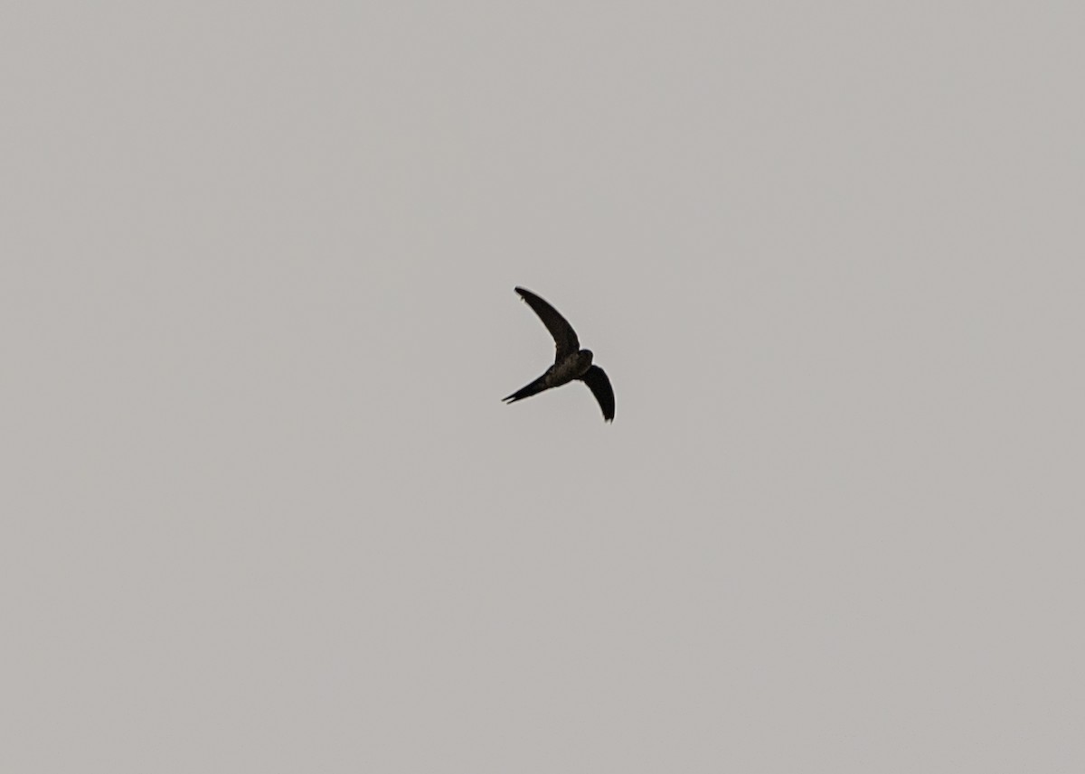 Fork-tailed Palm Swift - ML624150415