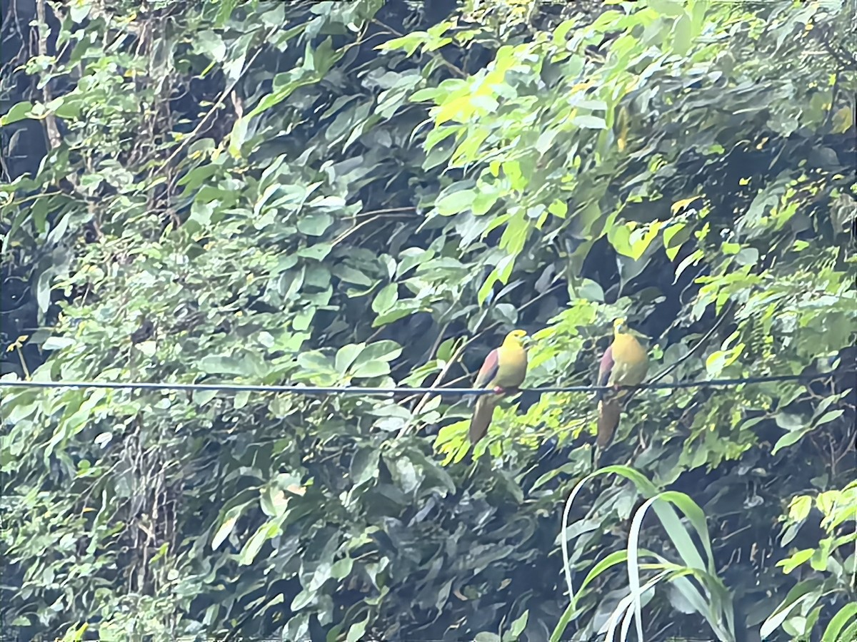 Wedge-tailed Green-Pigeon - ML624150456