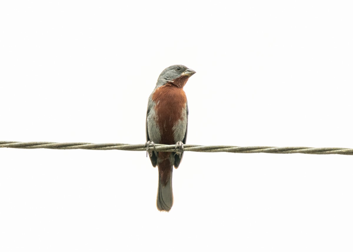 Chestnut-bellied Seedeater - Silvia Faustino Linhares