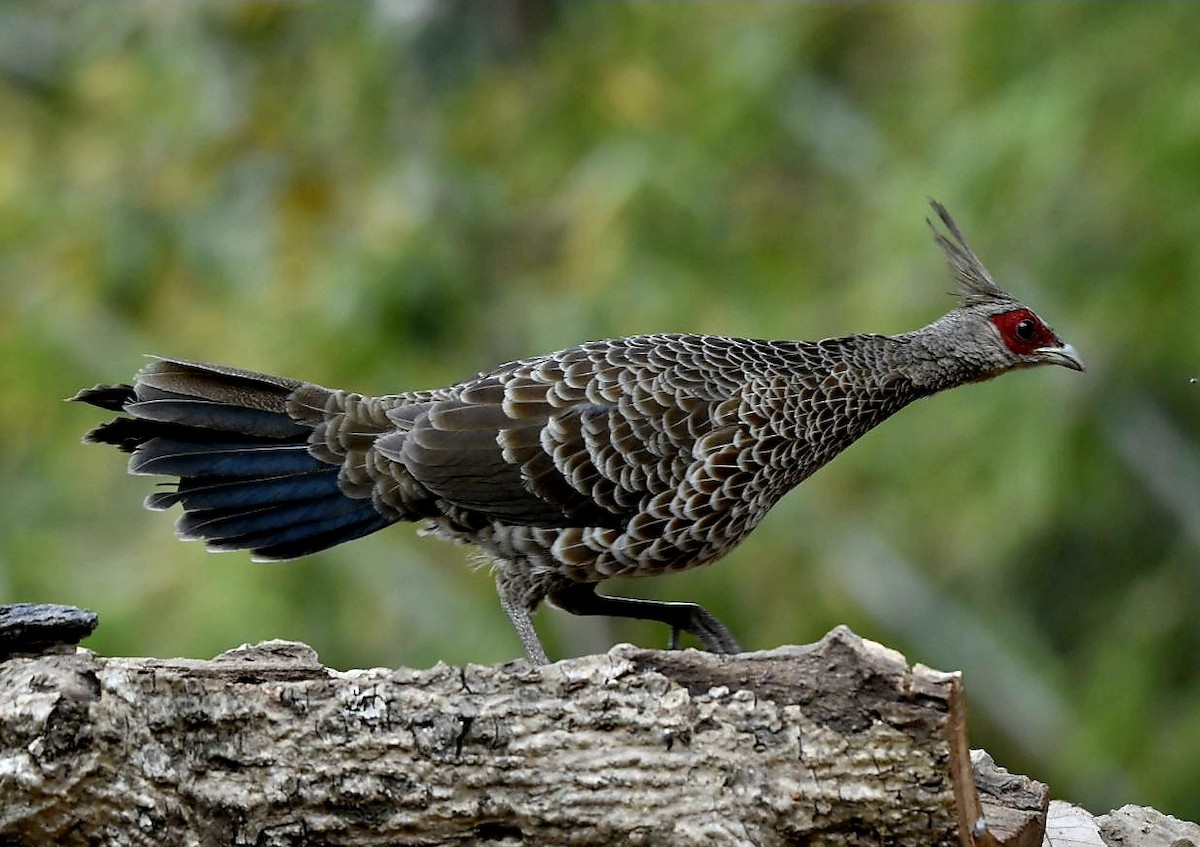 Kalij Pheasant - Ram Veer