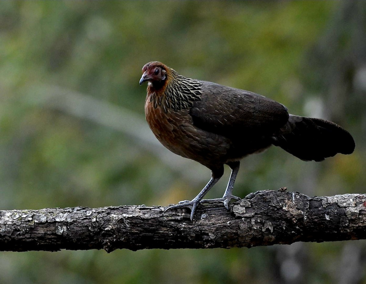 Red Junglefowl - ML624150513