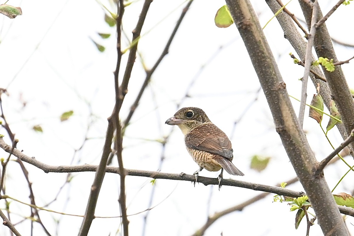 Tiger Shrike - ML624150525