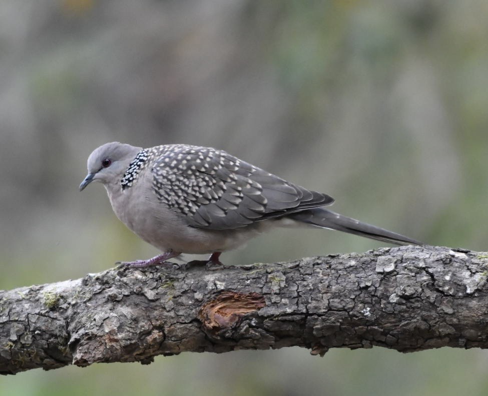 Spotted Dove - ML624150546