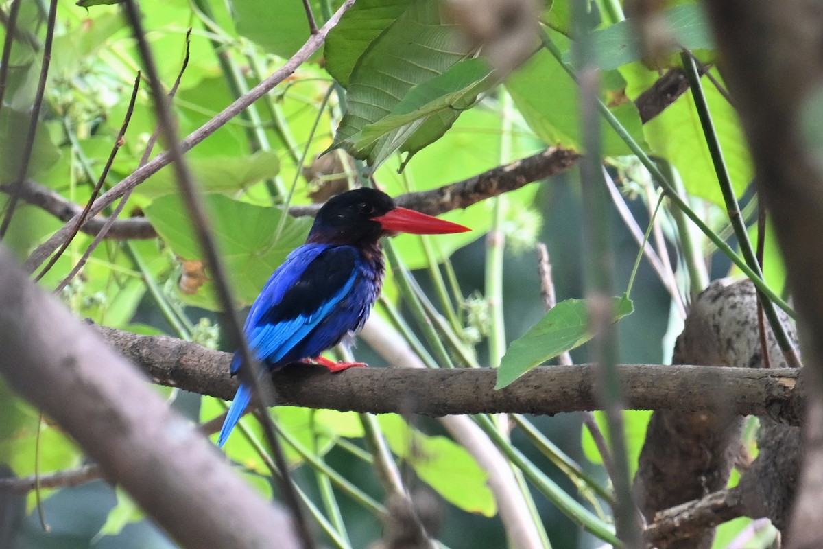 Javan Kingfisher - Ting-Wei (廷維) HUNG (洪)