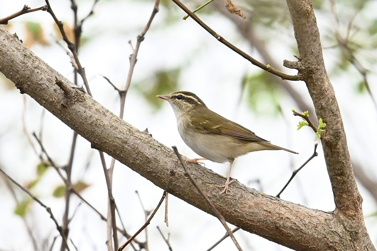 Pale-legged Leaf Warbler - ML624150571