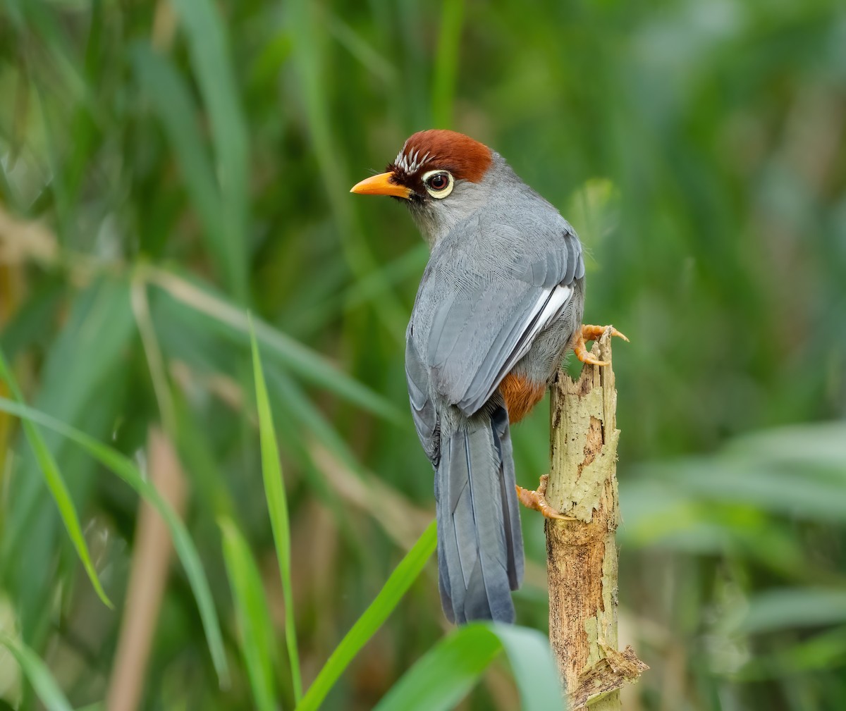 Chestnut-capped Laughingthrush - ML624150611