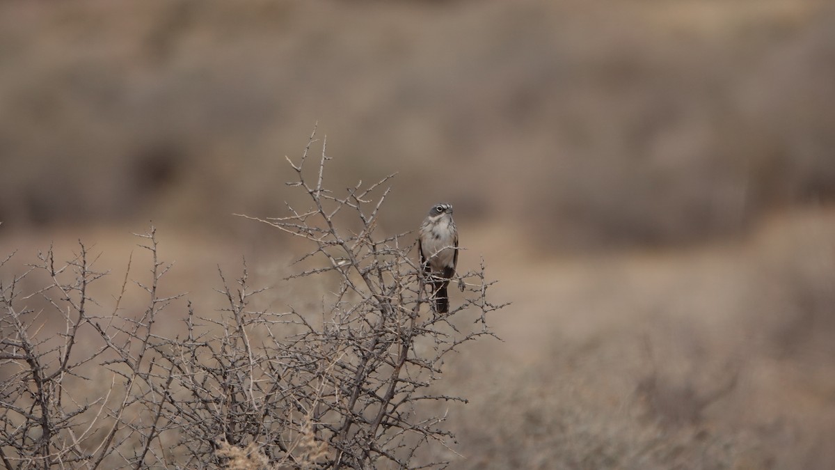 Sagebrush Sparrow - ML624150649