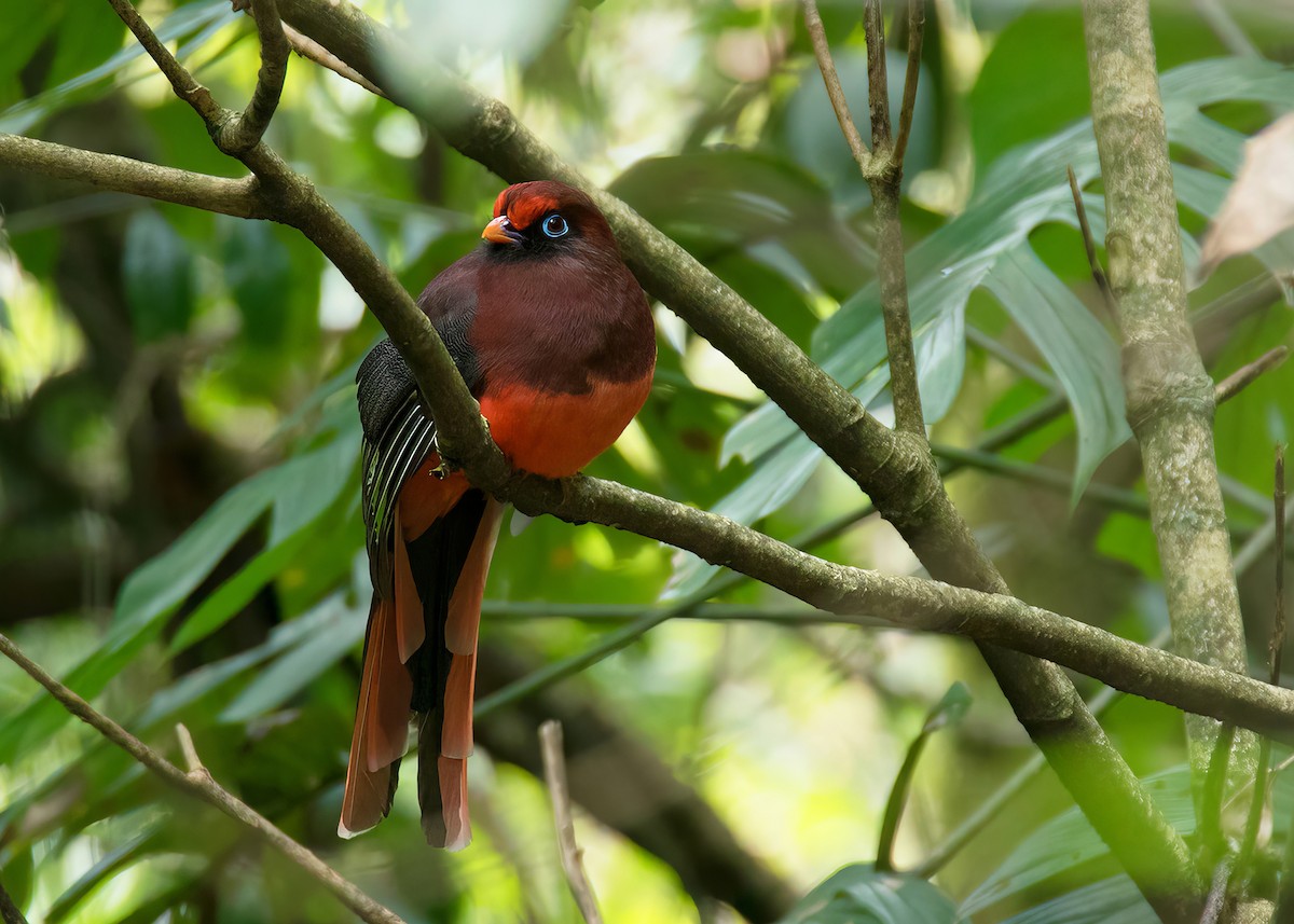 Ward's Trogon - ML624150657