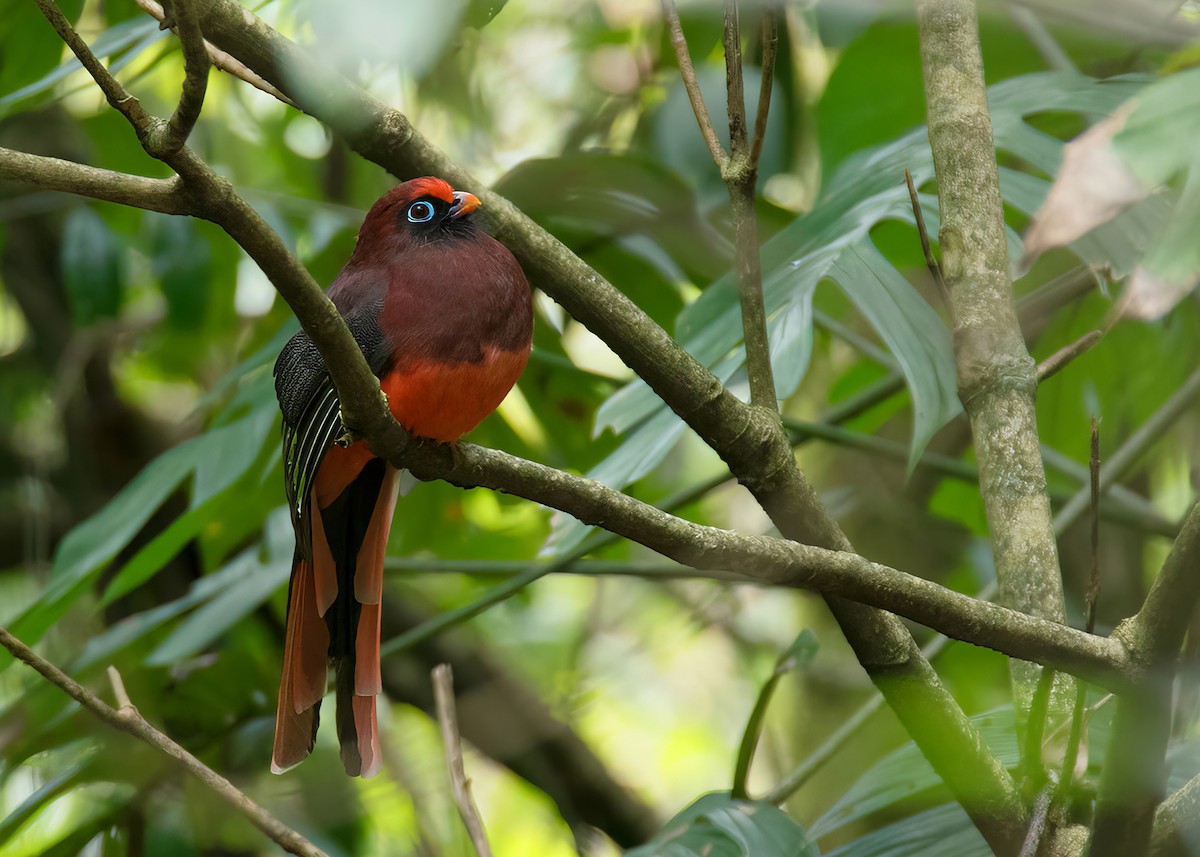 Ward's Trogon - ML624150658