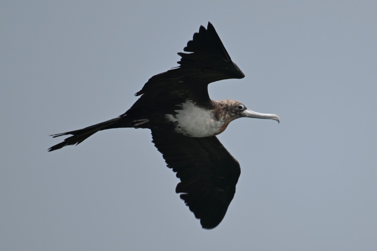 Great Frigatebird - ML624150659