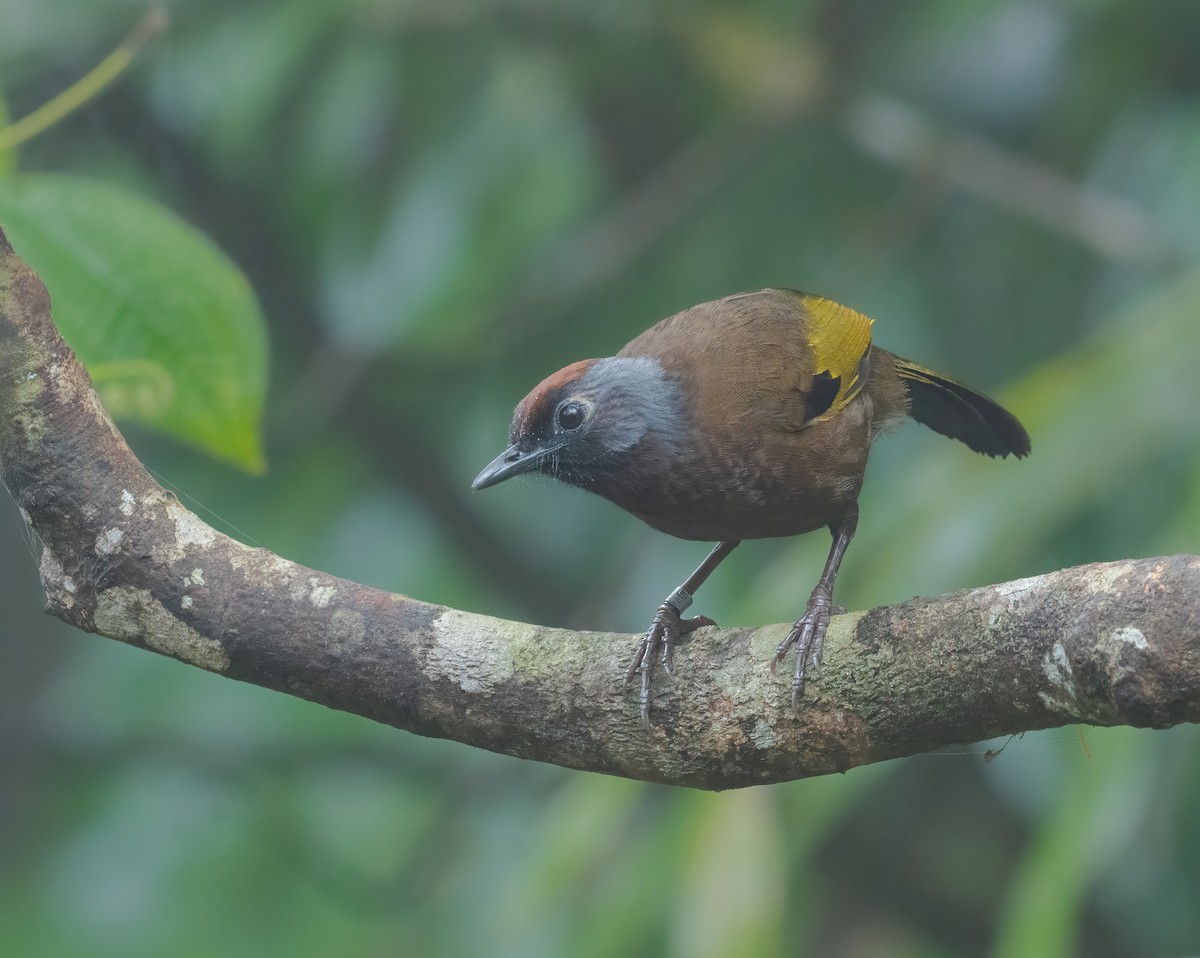 Malayan Laughingthrush - ML624150672