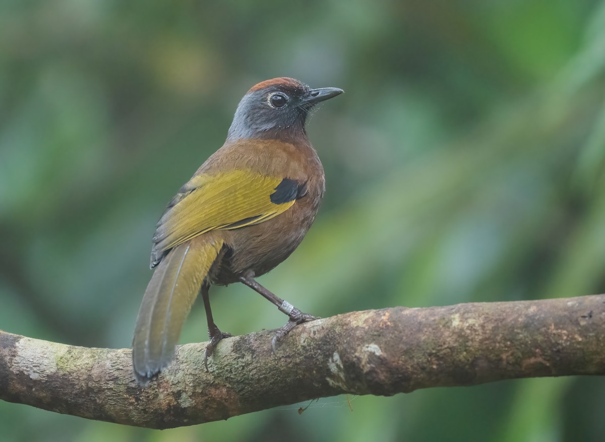 Malayan Laughingthrush - ML624150673