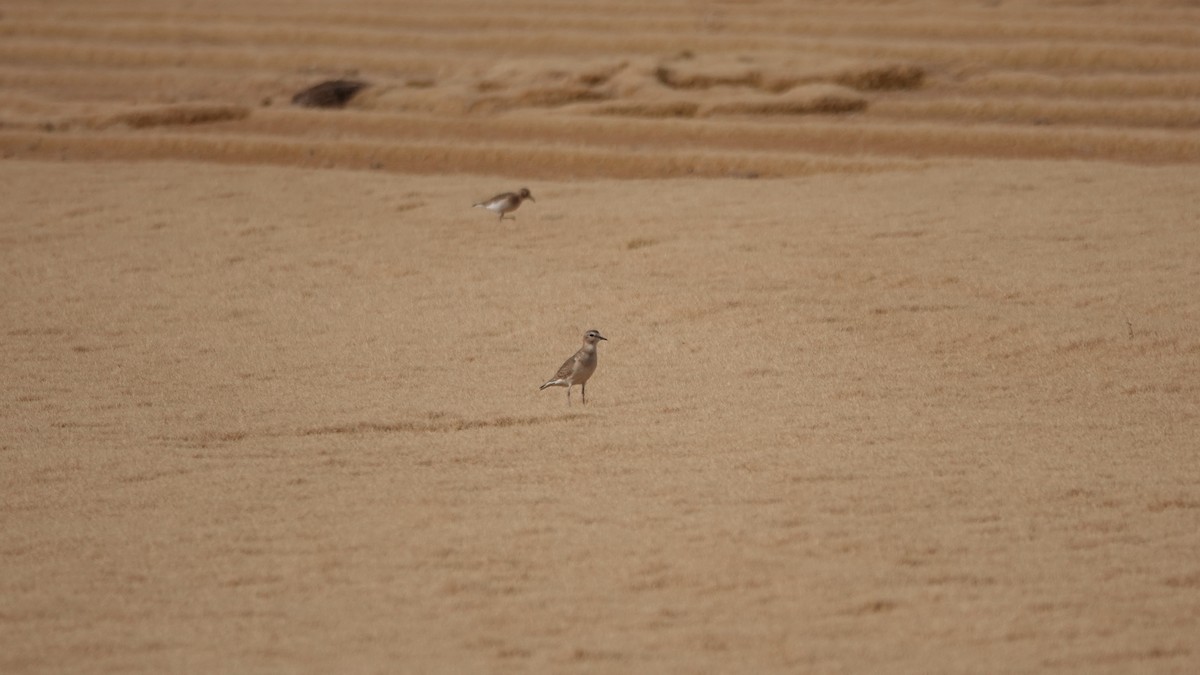 Mountain Plover - ML624150675