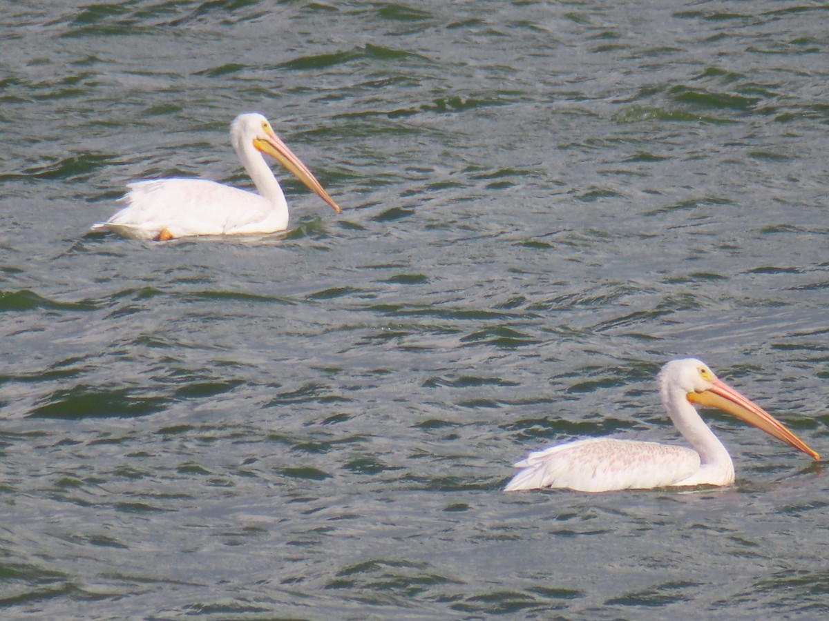 American White Pelican - David and  Dorothy