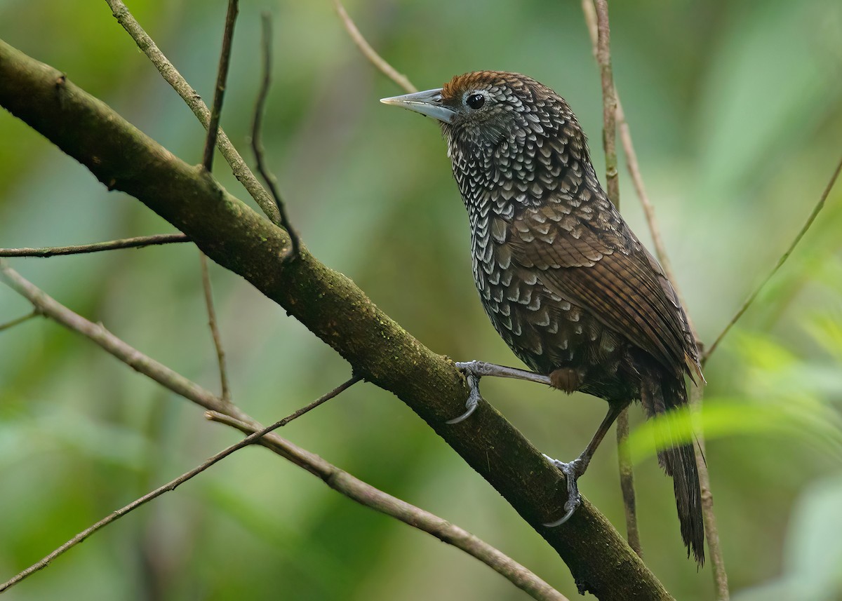 Cachar Wedge-billed Babbler - Ayuwat Jearwattanakanok