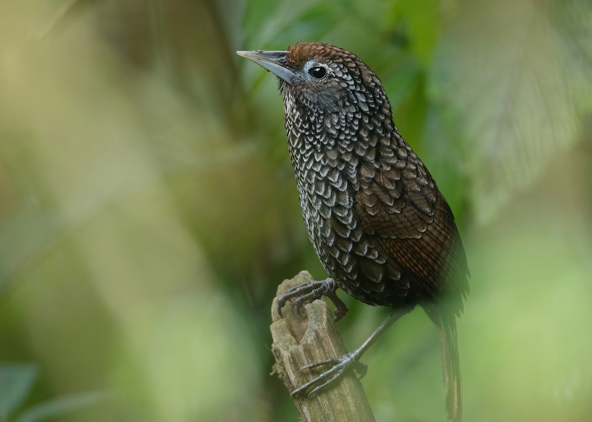 Cachar Wedge-billed Babbler - Ayuwat Jearwattanakanok