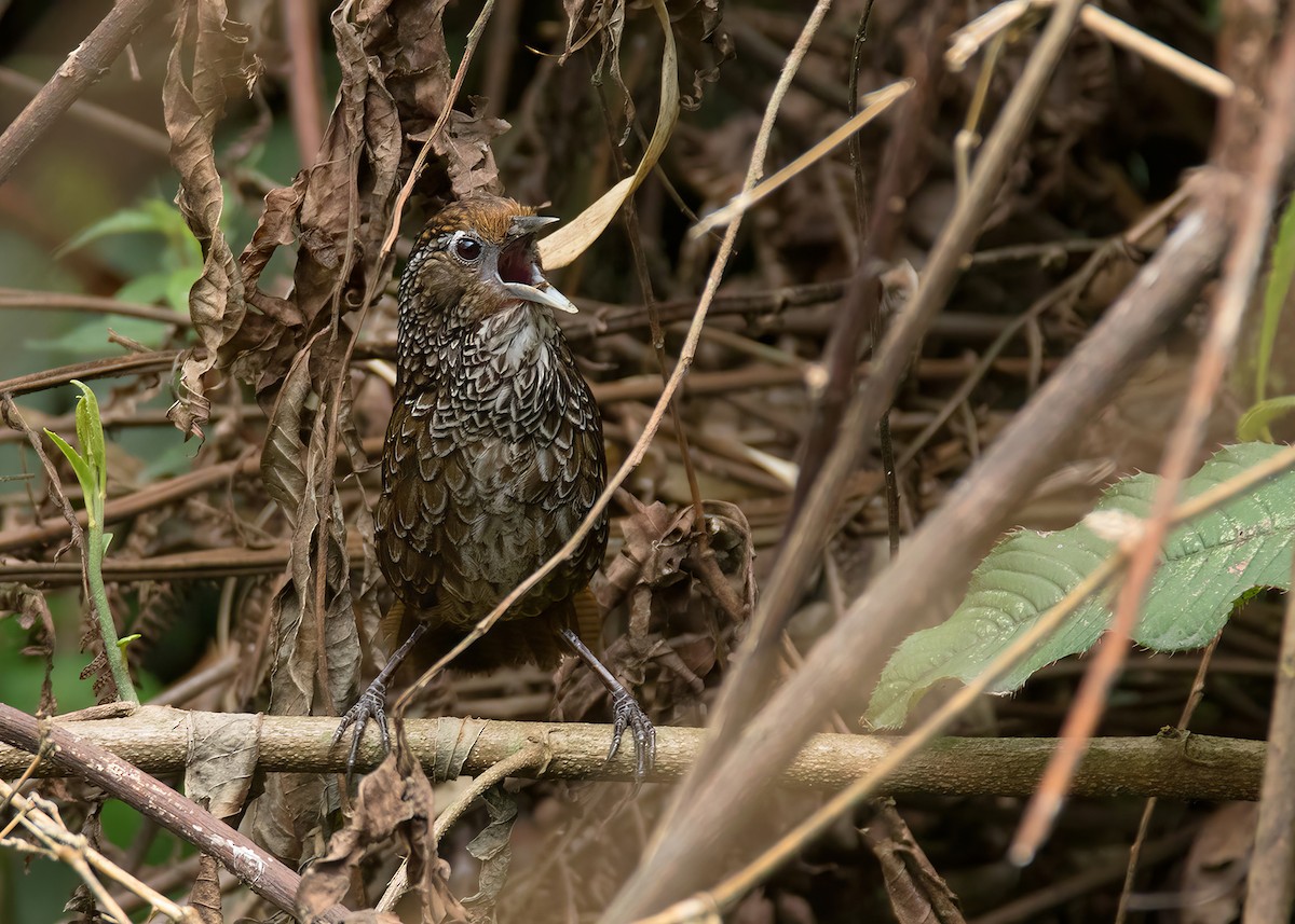 Cachar Wedge-billed Babbler - Ayuwat Jearwattanakanok