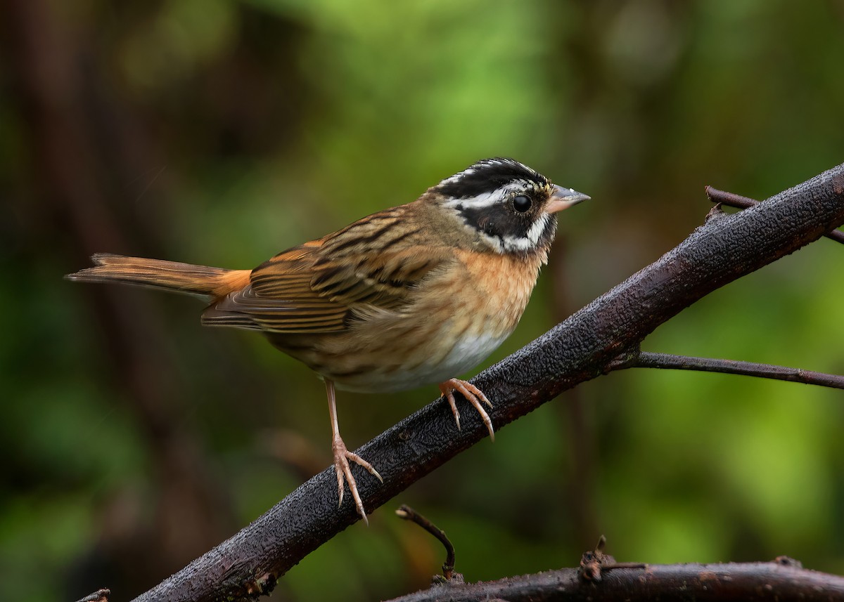 Tristram's Bunting - ML624150700